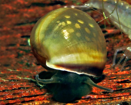 When Aquarium Snails Multiply: A Planted-Tank Population Control Plan
